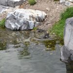 Humboldtpinguin Humboldtpinguin duikt
